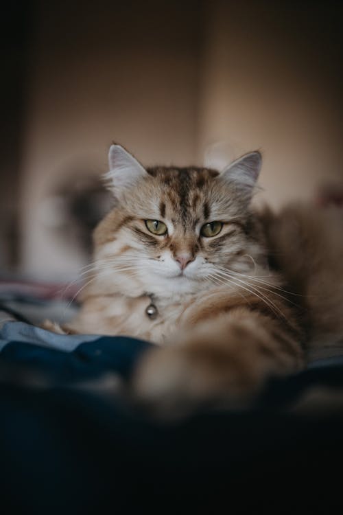 Free Brown Tabby Cat Lying on Blue Textile Stock Photo