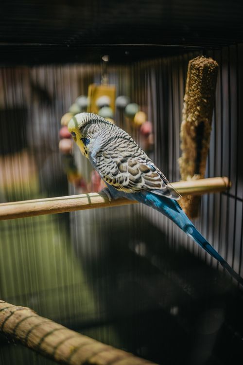 Free A vibrant budgerigar perched on a stick inside a cage with colorful toys. Stock Photo