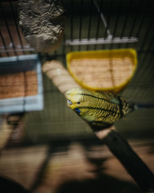 Free Yellow Bird Perched on a Wooden Stick Stock Photo
