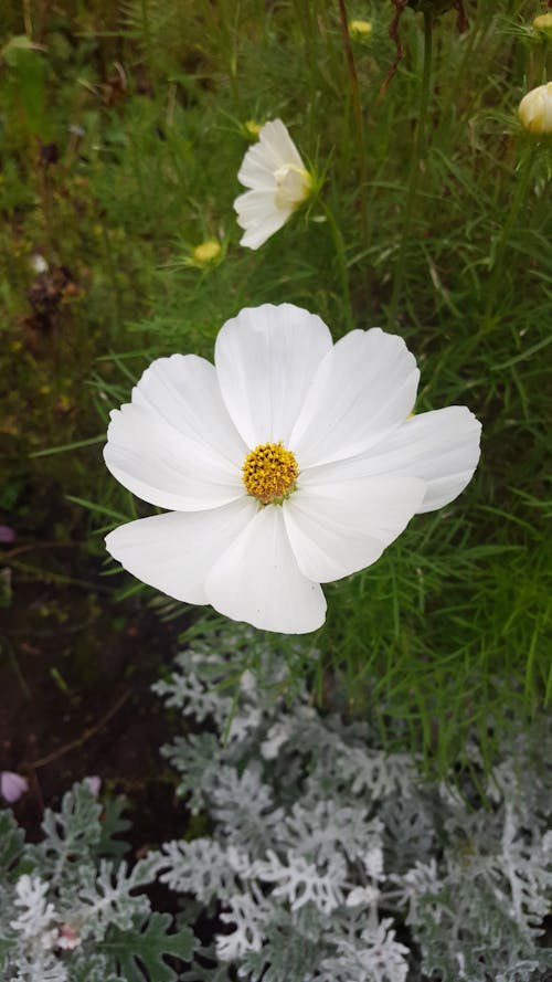 Free stock photo of beautiful flower, botanic garden, garden