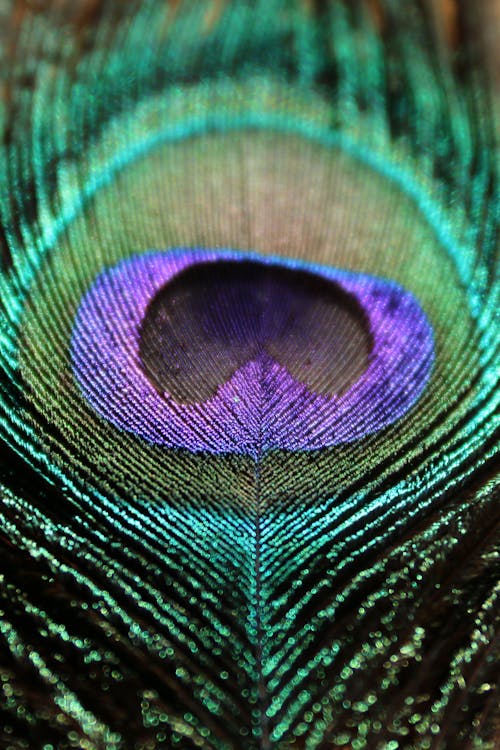 A Peacock Feather in Macro Photography