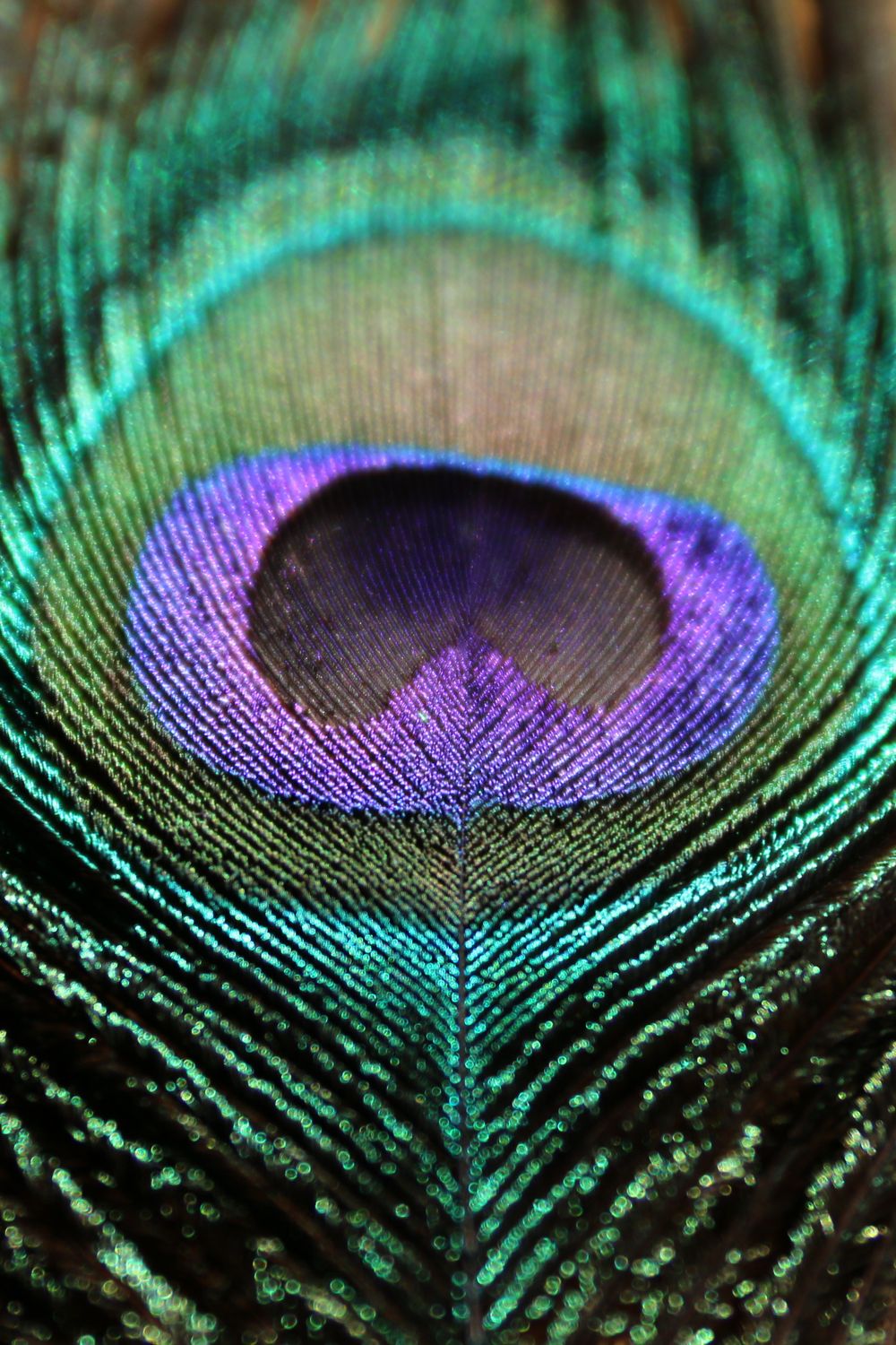 Peacock feather — a symbol of Krishna