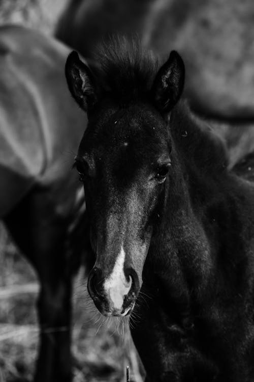 Black and white of stallion with fluffy mane standing in sunlight on blurred background