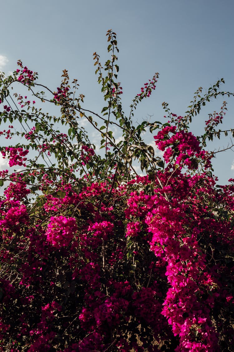 Blooming Bougainvillea Bush Growing In Summer Garden