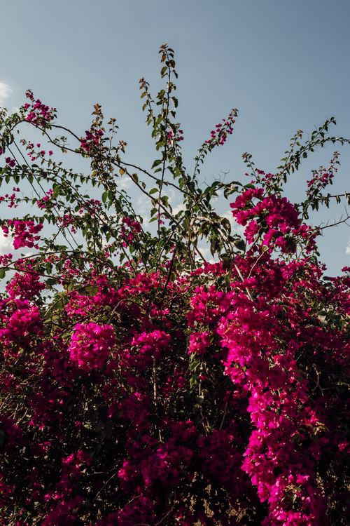 Free Blossoming shrub with pink flowers on wavy stems with small leaves growing under cloudy sky in daytime Stock Photo
