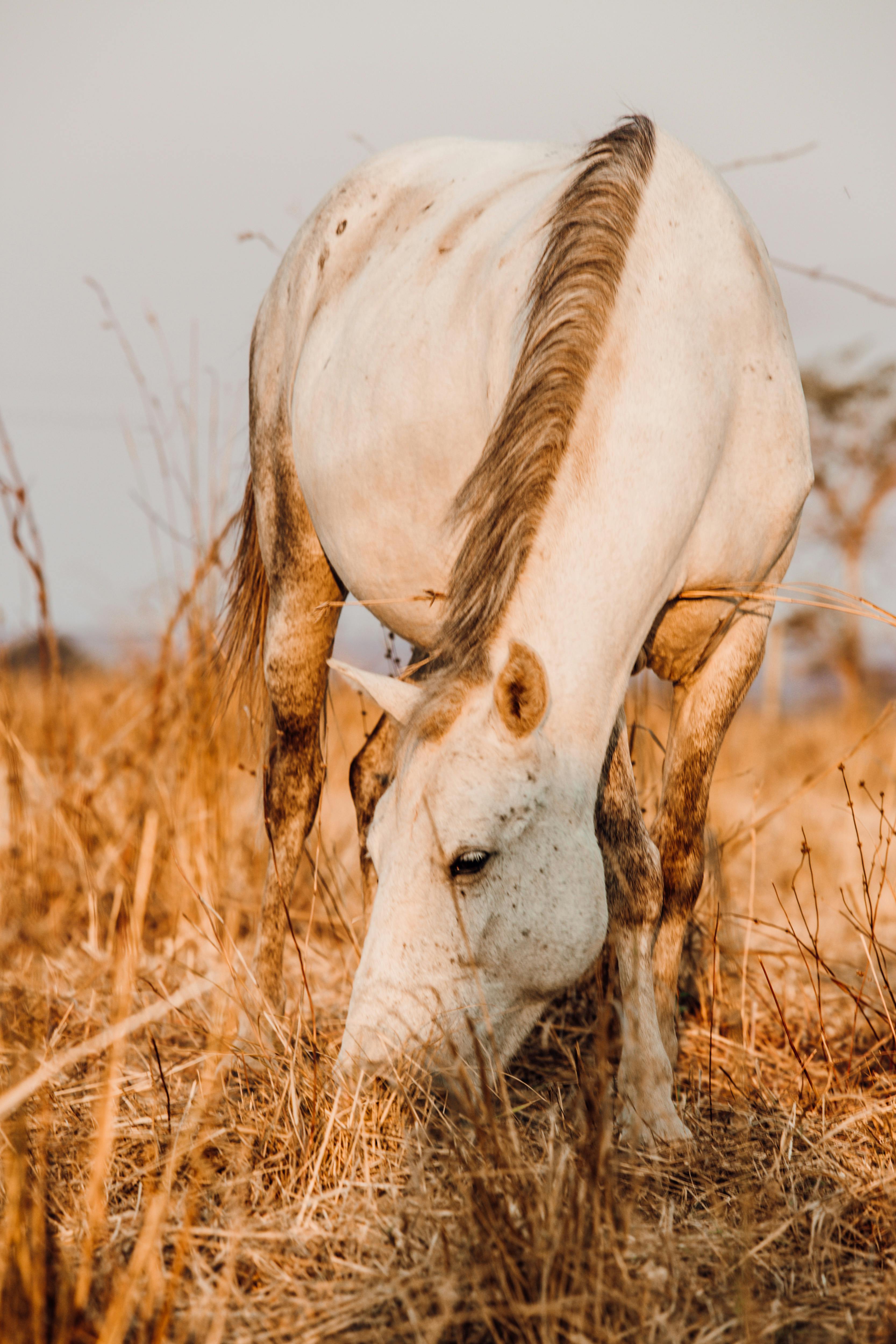 horse eating golden grass in countryside field