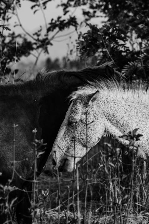 Black and white of horses with fluffy manes standing on meadow against trees in daytime