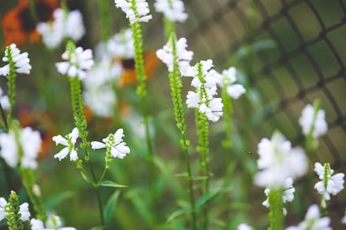 White little flowers