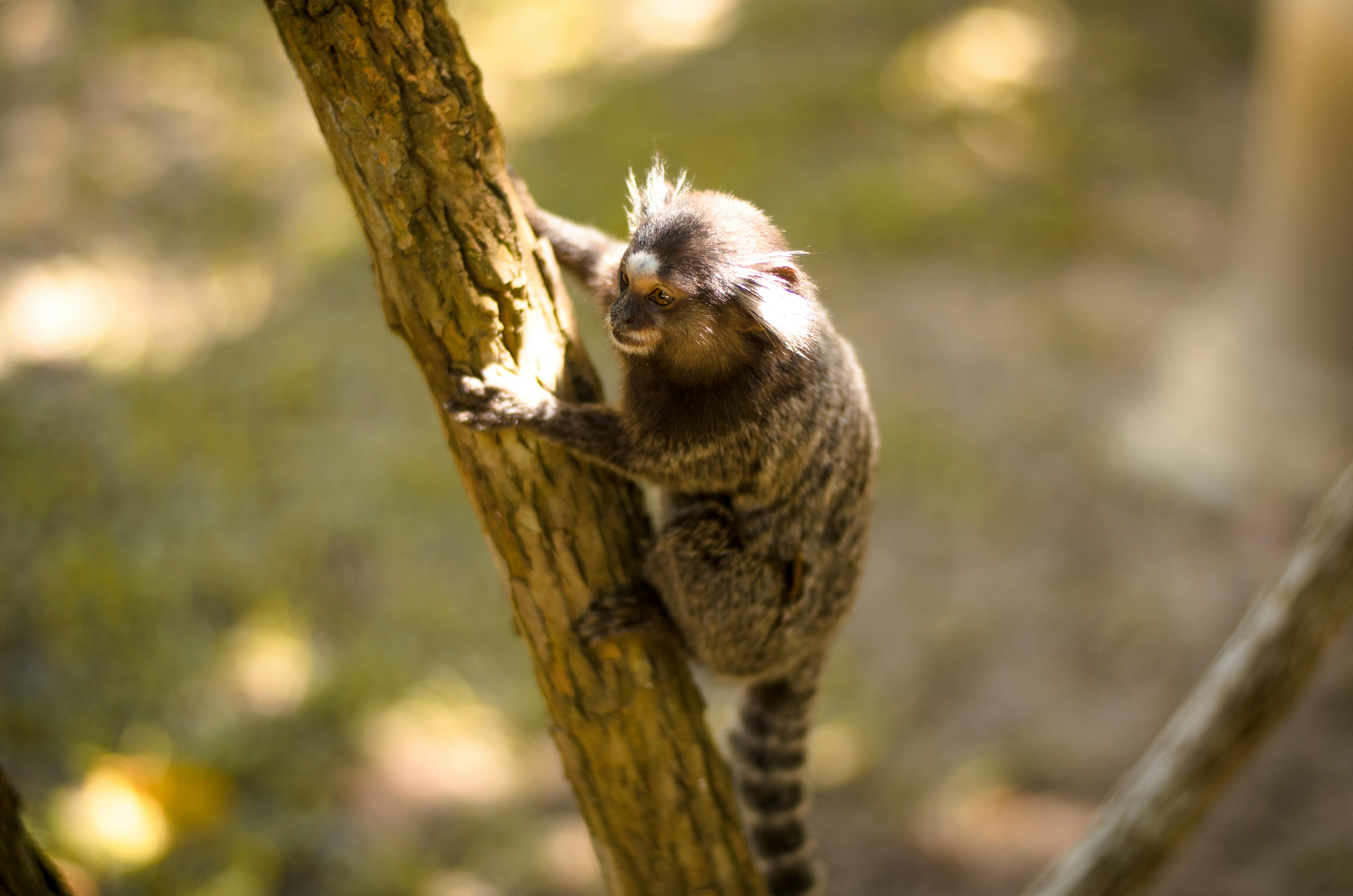 animal, botanical garden, brasil