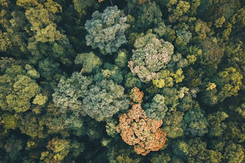 Drone view of various woods with lush vegetation on top growing in deciduous forest