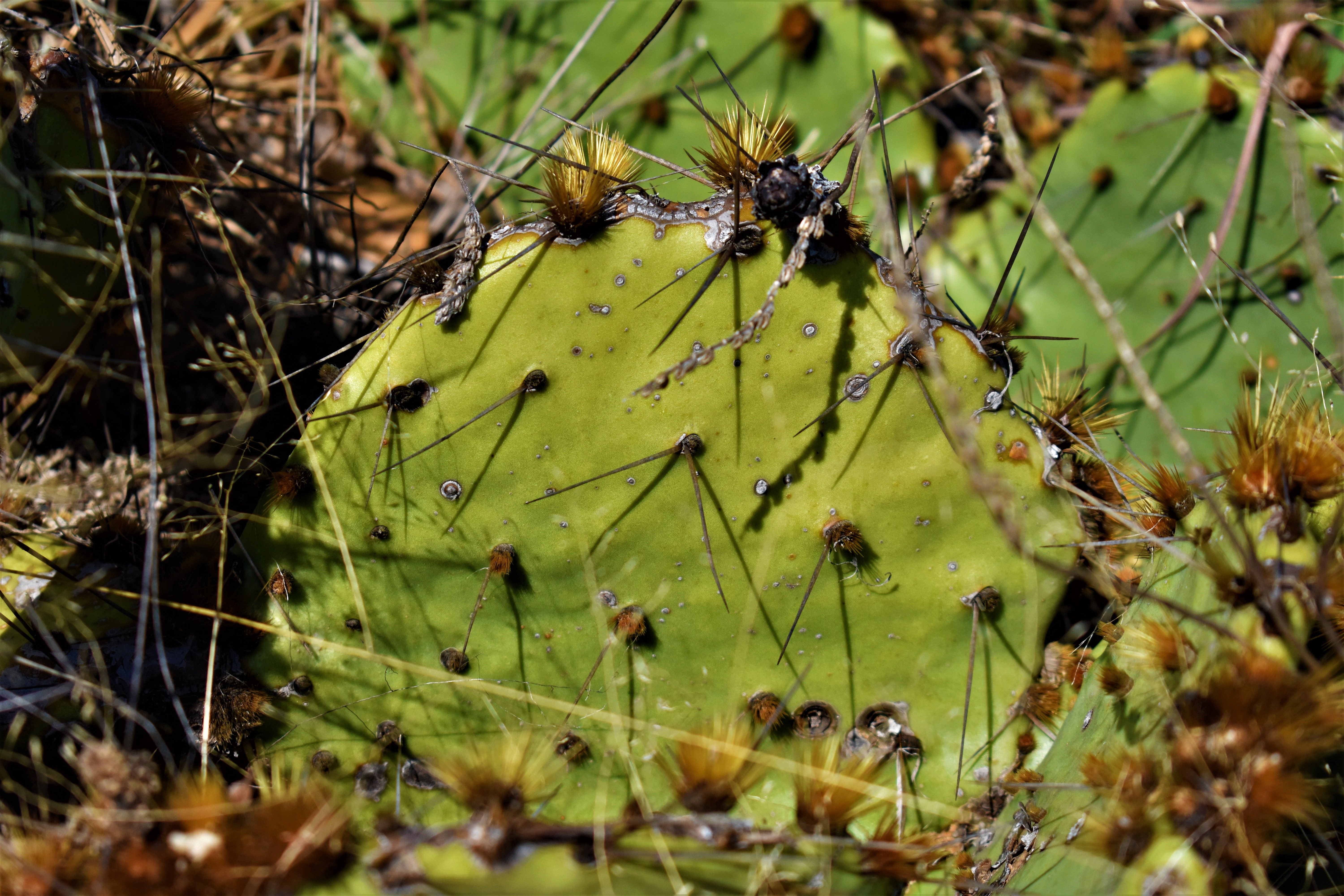 Free stock photo of cacti, cactus, calming