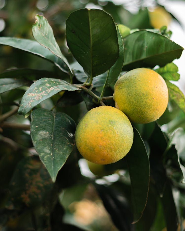 Unripe Oranges With Green Leaves