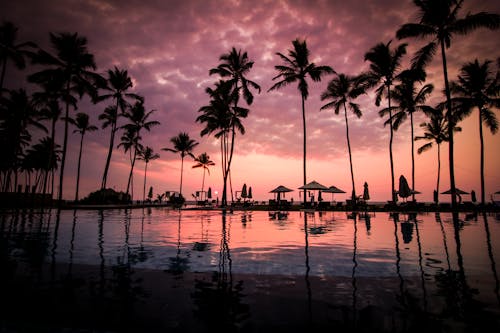 Деревья кокосовой пальмы у спокойного озера силуэт