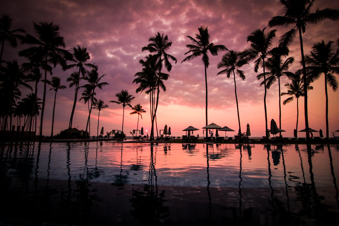 бесплатная Деревья кокосовой пальмы у спокойного озера силуэт Стоковое фото