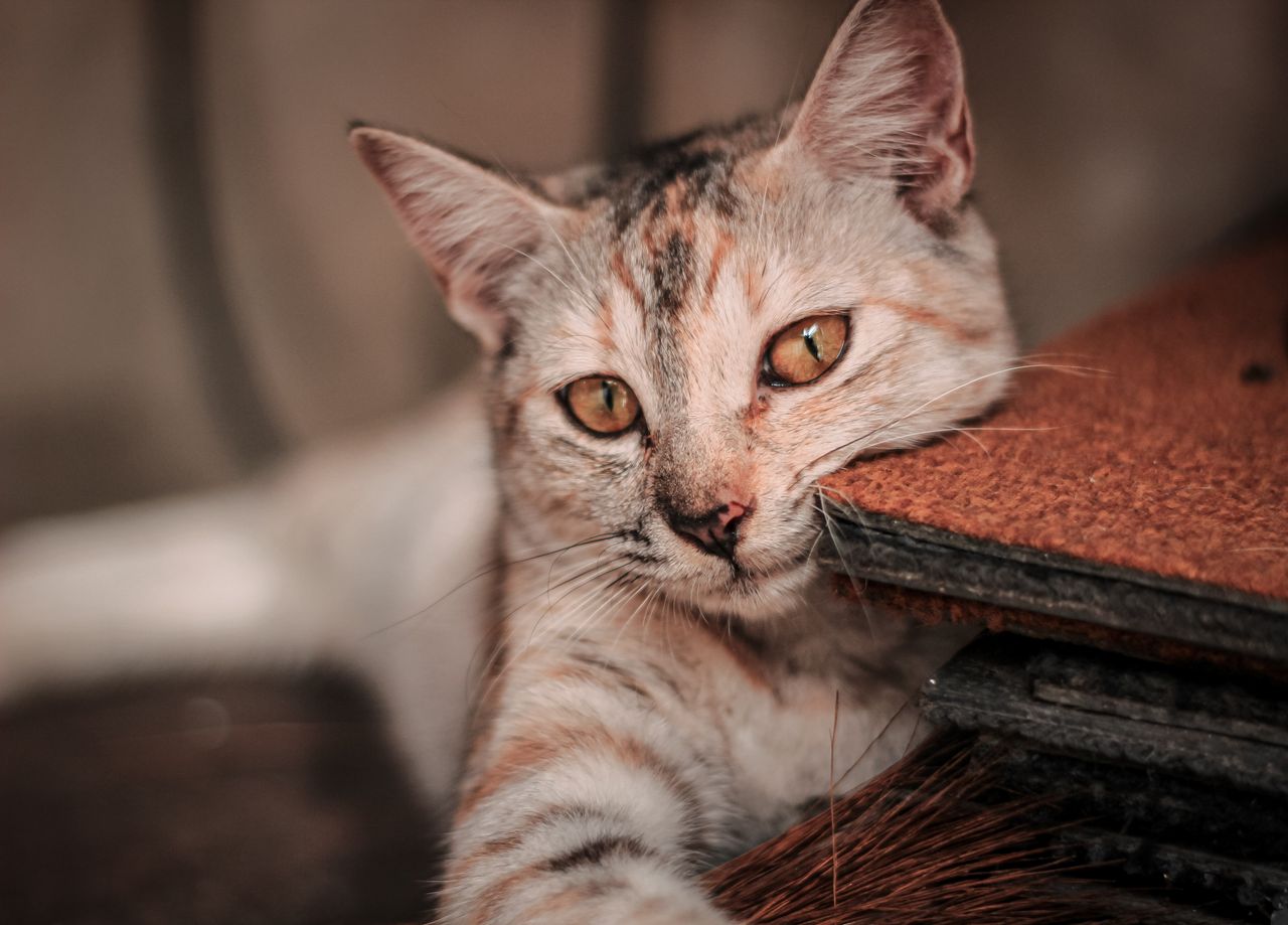 close up of a cute tabby cat resting indoors on a mat showcasing its a