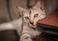 Artwork for Are Cats Secret Spiritual Guides Helping You Align With Your Soul Purpose? With Sylvie Sterling