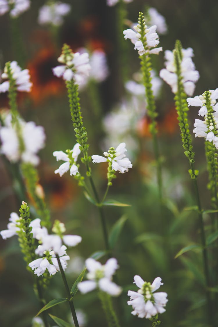 White Little Flowers