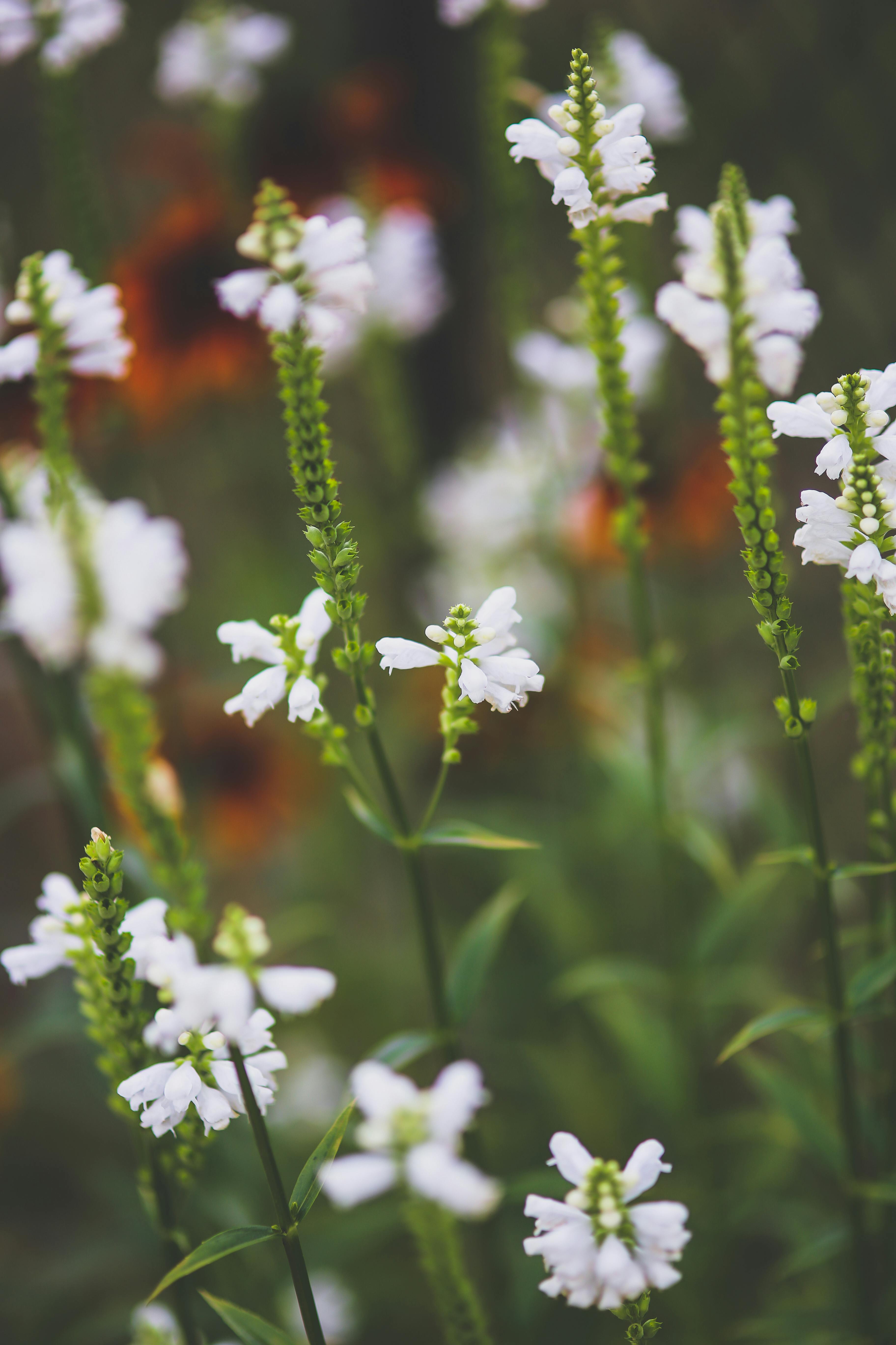 White little flowers · Free Stock Photo