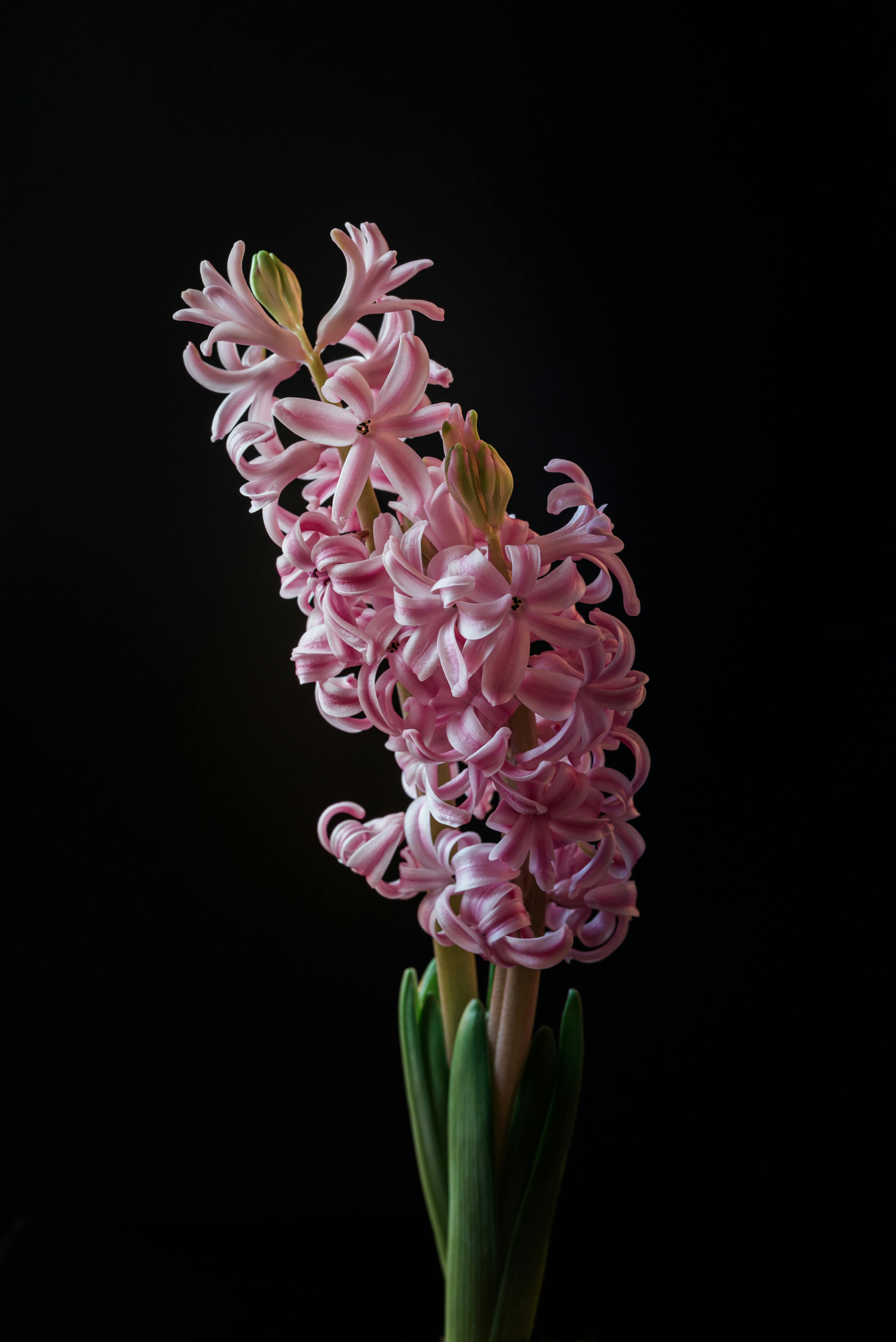 Hyacinth Wallpaper HD APK for Android Download