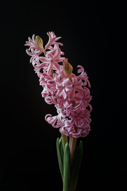 Blossoming pink flower with wavy delicate petals and green stem growing on black background