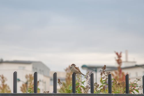 Brown Small Beaked Bird on Fence