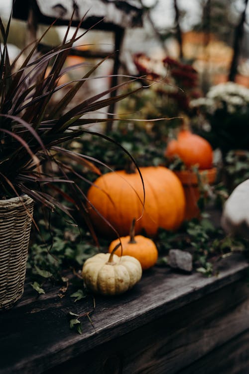 Orange Pumpkins Near Green Plants