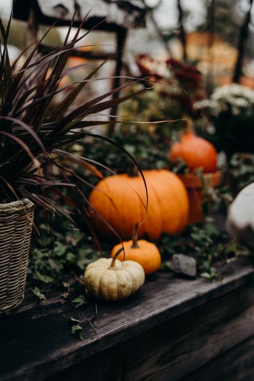 Free Cozy autumn scene with pumpkins and gourds on a wooden surface in Cologne, Germany. Stock Photo