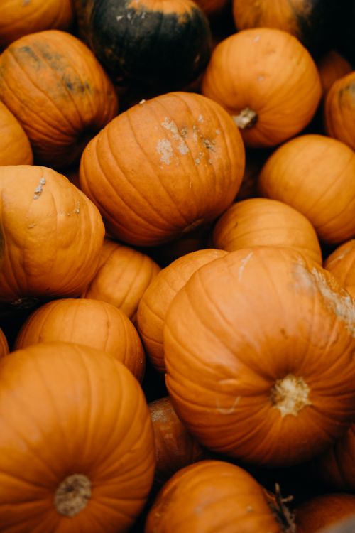 Free A vibrant collection of orange pumpkins, perfect for fall-themed visuals and seasonal decorations. Stock Photo