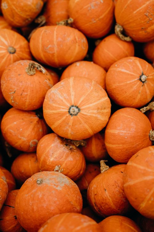 Free A close-up of a vibrant array of orange pumpkins, showcasing the fall harvest season. Stock Photo