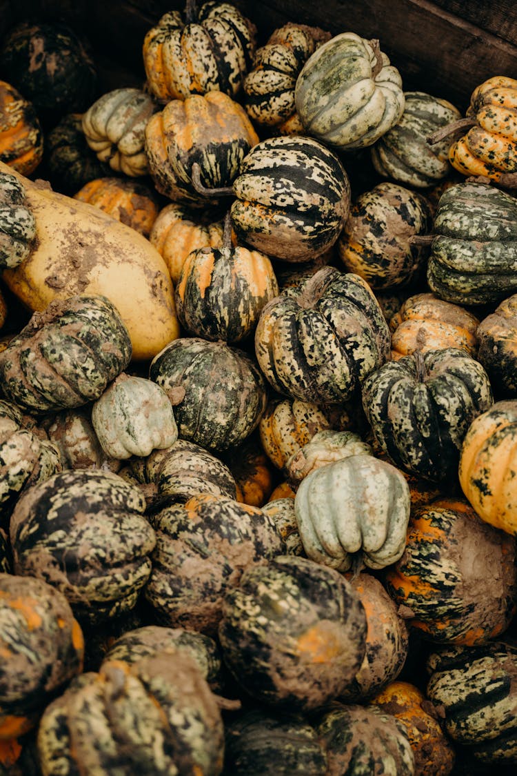 Pile Of Pumpkins