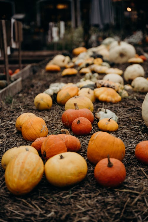 Free Shallow Focus Photo of Pumpkins Decoration for Halloween Stock Photo