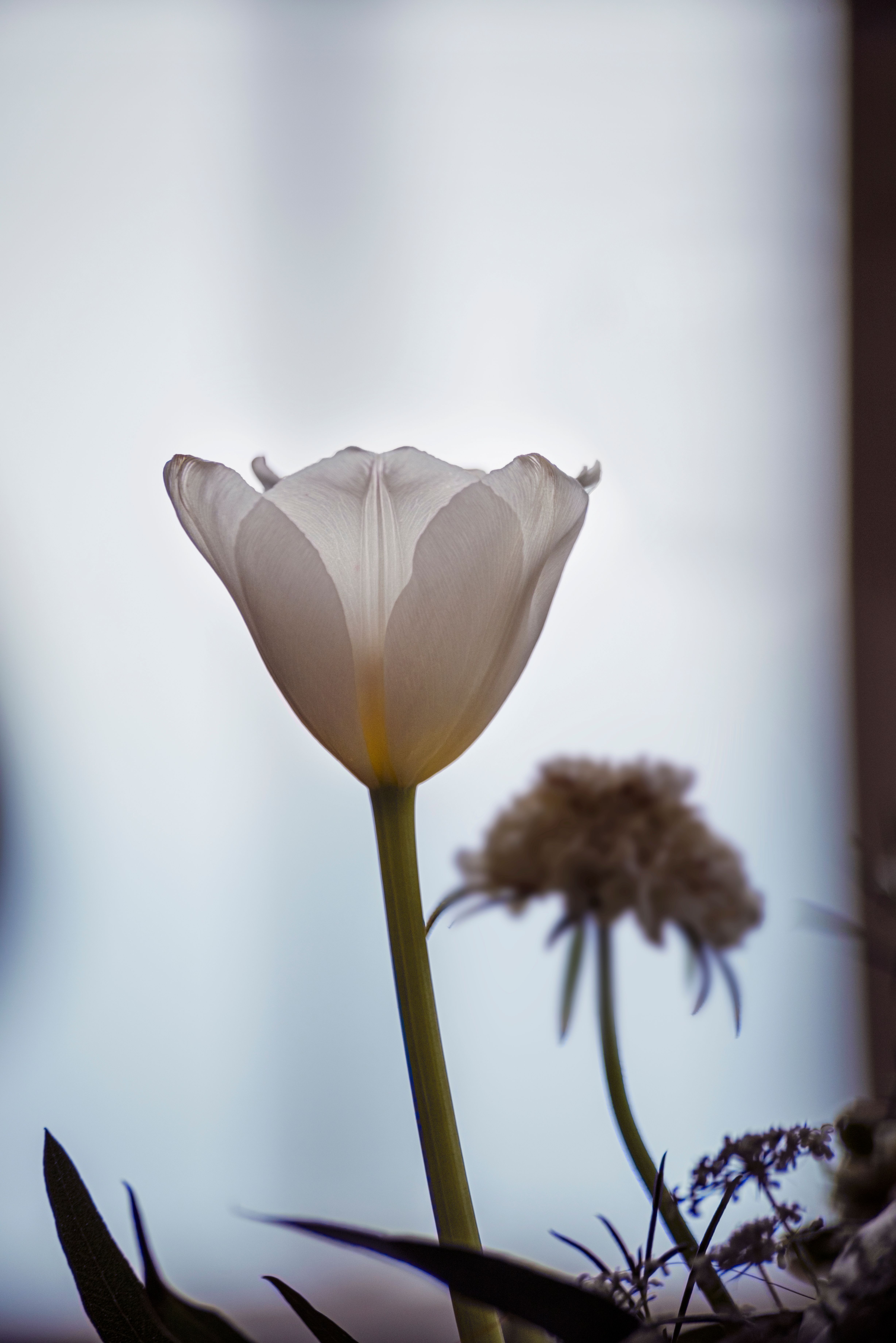 Close-Up Shot of a Blooming White Tulip · Free Stock Photo