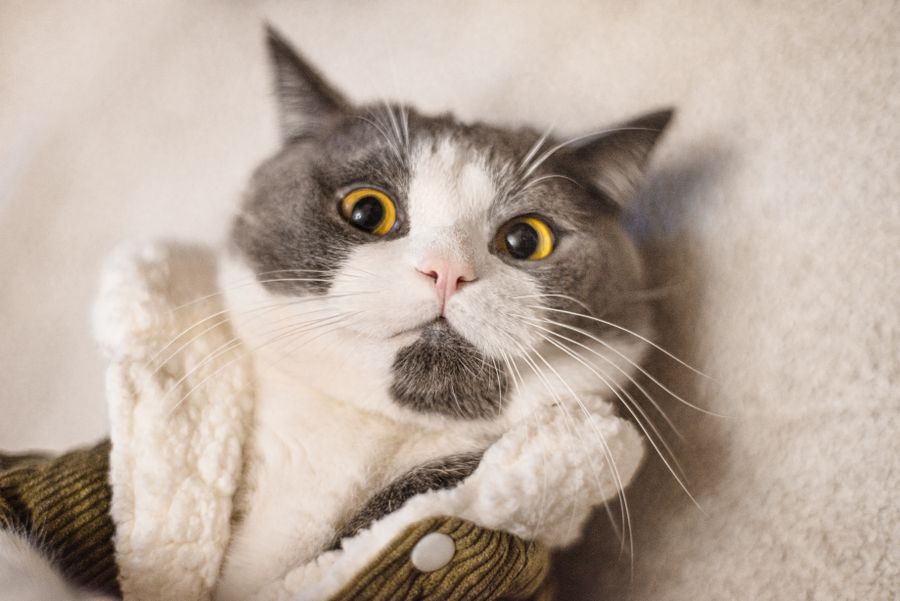 Cat in a knitted jumper. Photo by AG ZN on Pexels