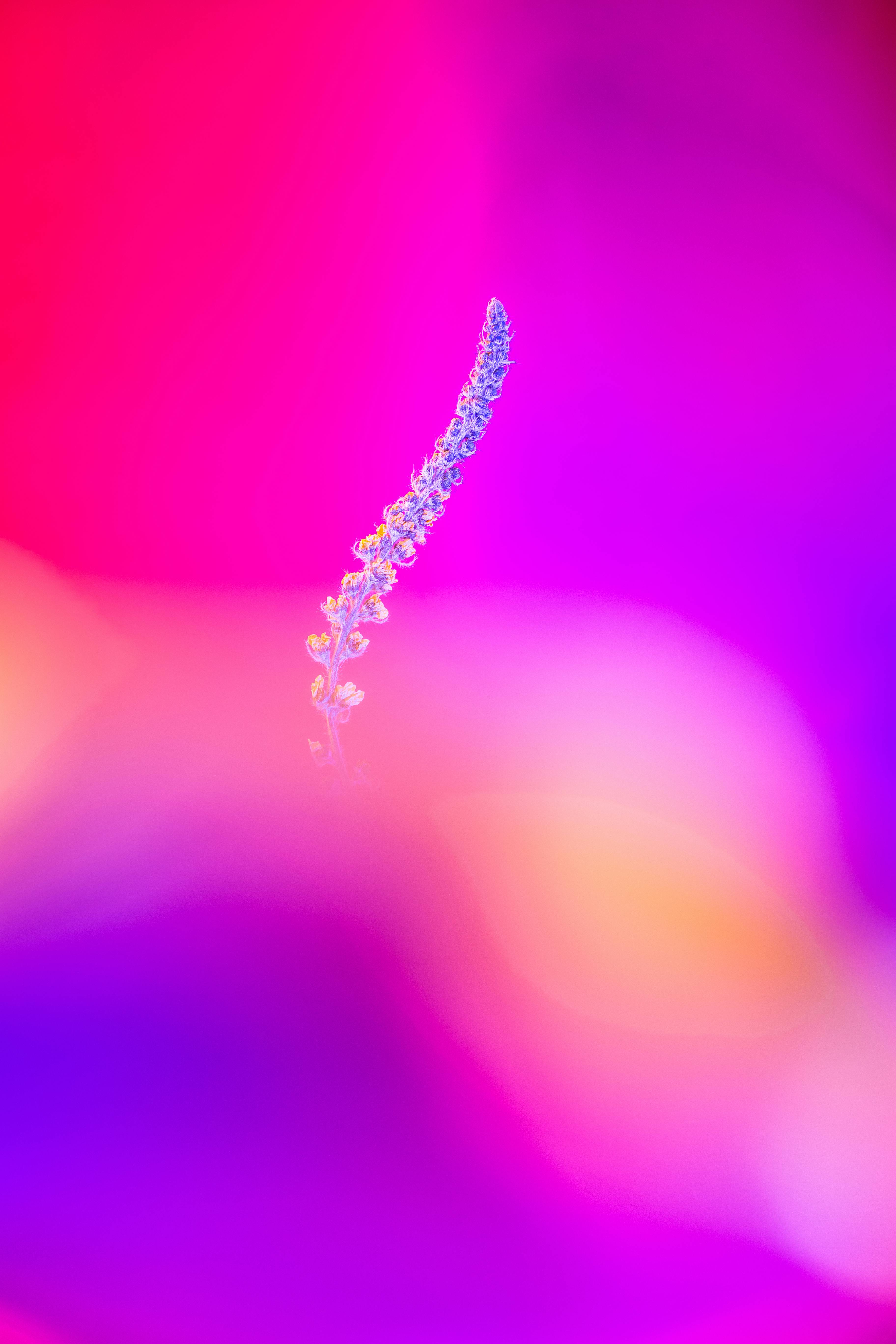 A delicate flower against a vivid pink and purple gradient background creates a dreamy, artistic composition.