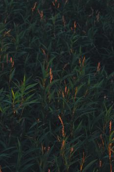 Sunlight filters through dense foliage, showcasing a tranquil nature scene.