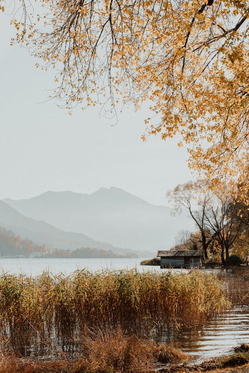 Autumn Tree Beside a Lake Under White Sky