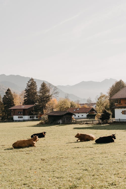 Cows on the Grass Field