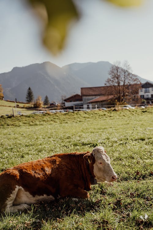 Vache Brune Et Blanche Sur Champ D'herbe Verte