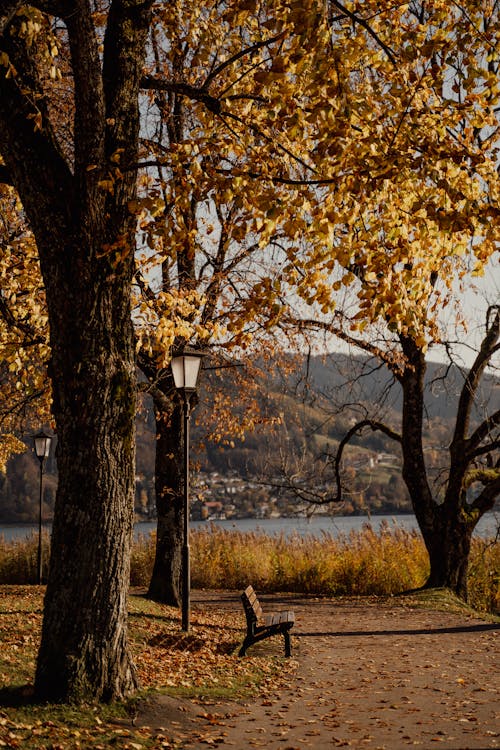 Foto d'estoc gratuïta de arbres, atmosfera de outono, banc de fusta