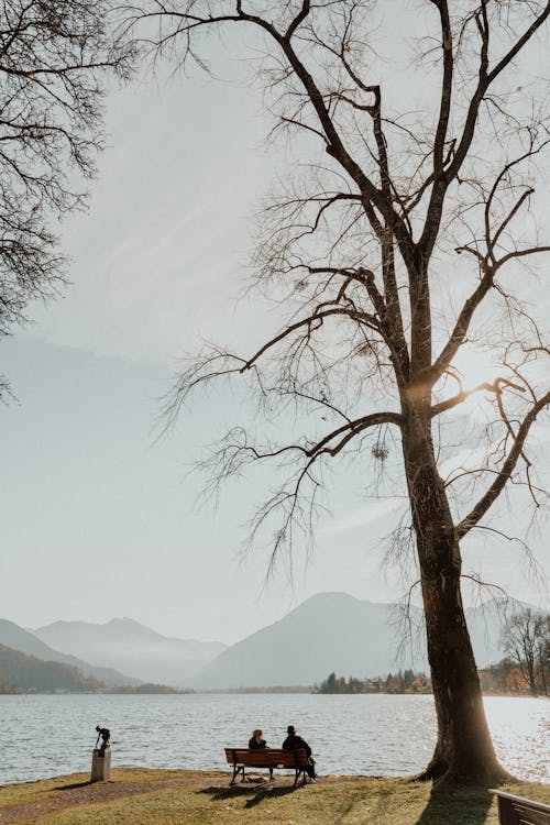 Free Brown Tree With Green Leaves on the Ground Stock Photo