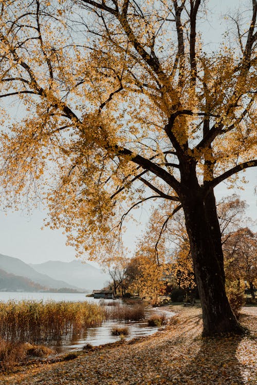 Arbre Brun Près Du Plan D'eau