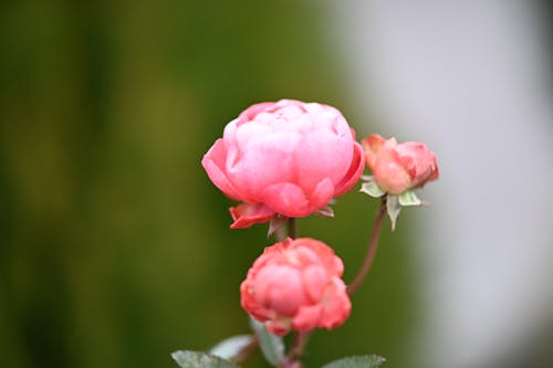 Macro Photography of Blooming Pink Flowers