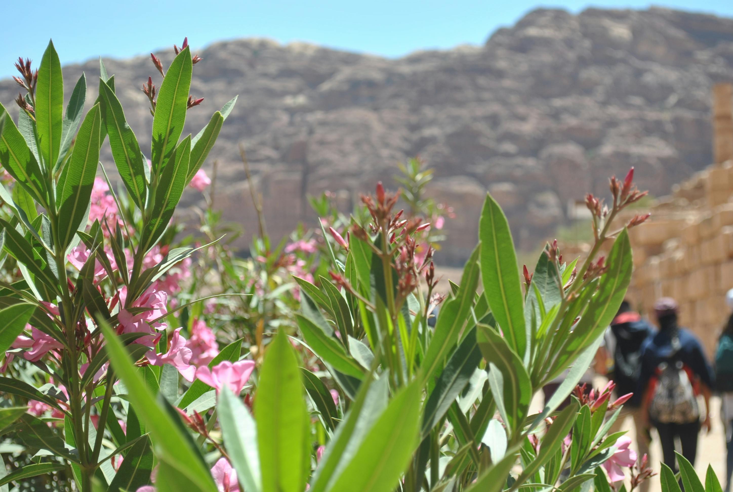 Free stock photo of amman, beautiful flowers, jordan