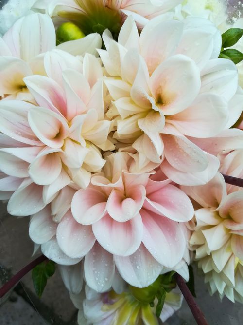 Free stock photo of dahlia Stock Photo