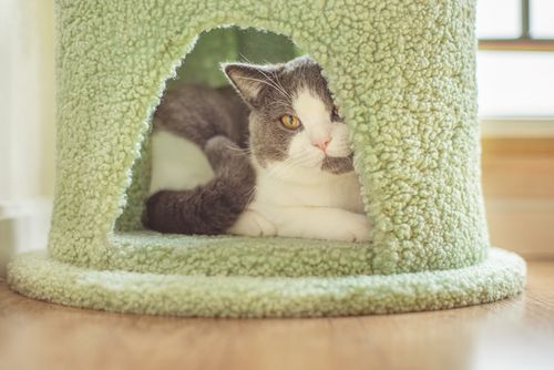 Free A cute cat relaxes inside a green fuzzy pet house indoors, peeking out with curiosity. Stock Photo