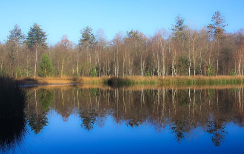 거울 효과, 푸른 물의 무료 스톡 사진