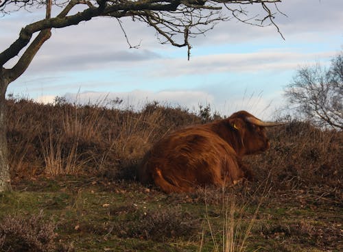 Free stock photo of highland cattle
