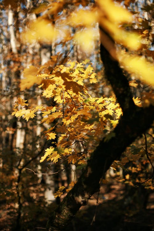 Trees with golden foliage in autumn forest