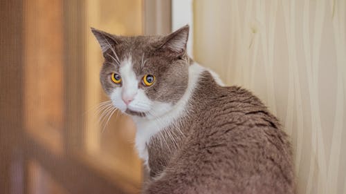 Gratis arkivbilde med bedårende, britisk korthår, brun katt