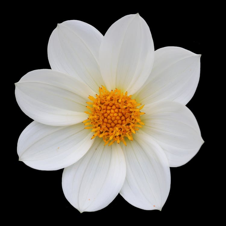 Free White Flower With Yellow Stigma in Macro Shot Photography Stock Photo